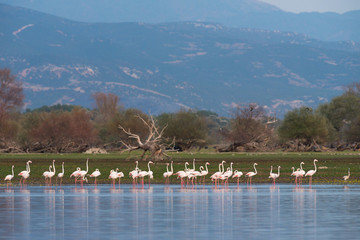 Fototapeta premium Flamingoes at lake kerkini