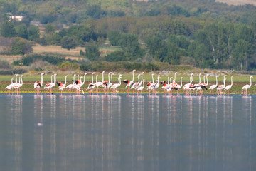 Flamingoes at lake kerkini