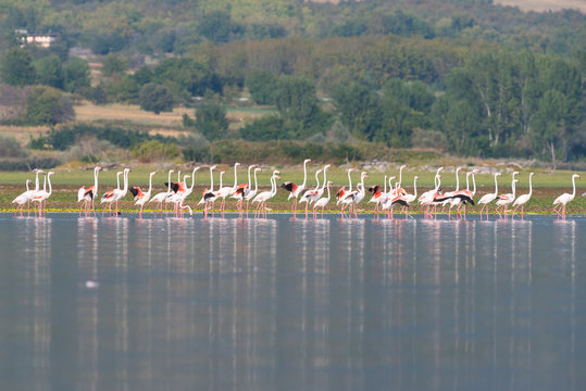 Flamingoes At Lake Kerkini