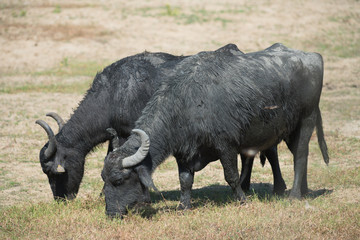 water buffalo at lake kerkini