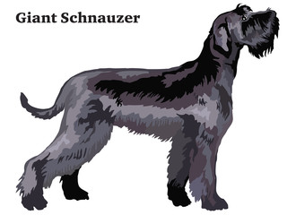 Colored decorative standing portrait of Giant Schnauzer vector illustration
