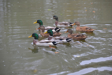 The ducks in a flock on the surface