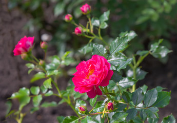 Obraz premium Pink rose flowers in a garden.