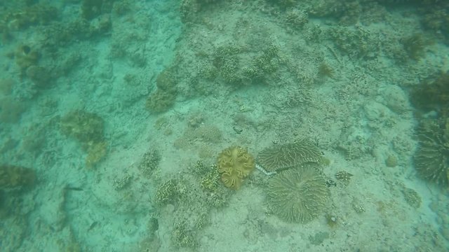 A Banded sea snake (Laticauda colubrina) hunts for small fish on a rubble and coral habitat in the Islands. This snake is highly venomous.