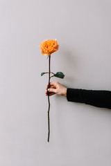 Beautiful tender orange single rose on the grey background