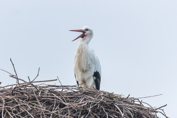 storch 