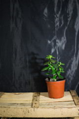 money tree on a wooden box