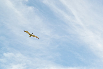  Seagull in the sky