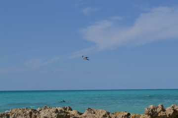 Fototapeta premium seagull on the beach