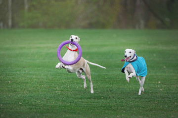 two grayhounds dog play with ruber ring in park