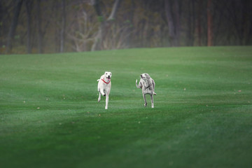 Obraz premium two grayhound dogs run through the green filed