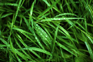 Fototapeta na wymiar Tall green grass with dew drops on it. Juicy grass after summer rain.