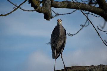 crazy looking heron on branch