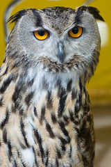 owl with bright yellow background