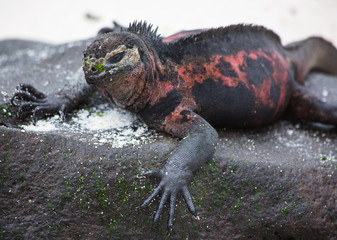 Lazy Sea Iguana with claw