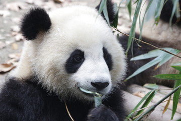 Giant Panda's Fluffy Face, China