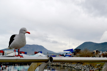  thoughtful seagull