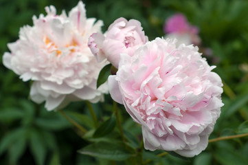 Group of fresh pink peonies in the garden in the summer. Closeup of beautiful purple Peony flower.