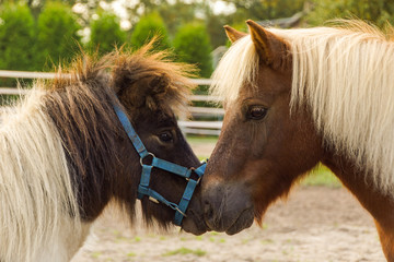 two ponys nuzzle