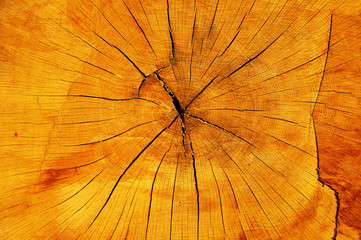 Old cracked tree trunk cut texture