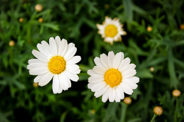 Obraz premium two little daisy flowers