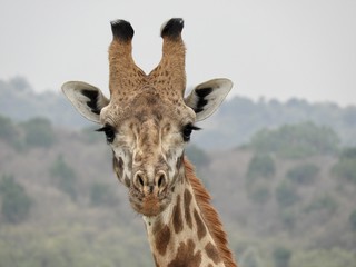 Girafe au Massaï Mara
