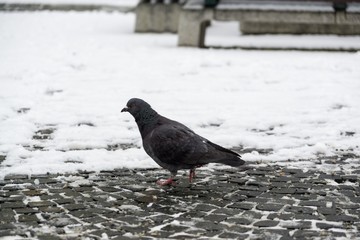 Pigeons on the snow. Slovakia