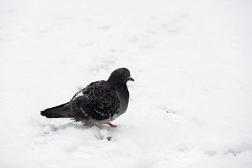 Pigeons on the snow. Slovakia