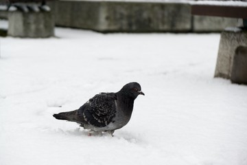 Pigeons on the snow. Slovakia
