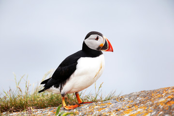Atlantic Puffin standing on a rock, from Newfoundland, Canada.  Bright background.