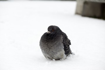 Pigeons on the snow. Slovakia