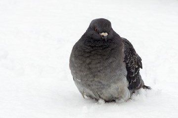 Pigeons on the snow. Slovakia