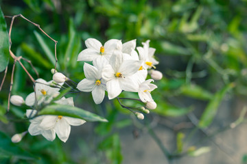 Jasmine Flowers