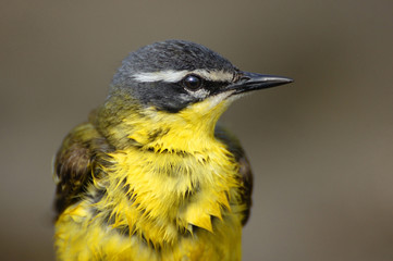 Yellow Wagtail (Motacilla flava)