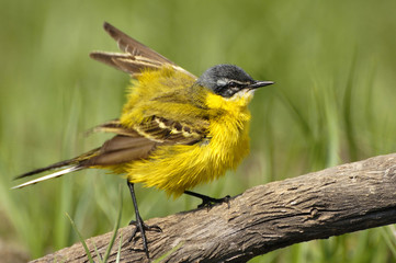 Yellow Wagtail