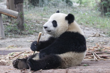 Obraz premium Cute Giant Panda Cub in China