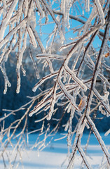 Icy branches in the winter forest