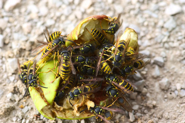 Viele Wespen krabbeln auf altem Apfel herum und fressen