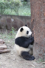 Obraz na płótnie Canvas Cute Giant Panda Cub in China