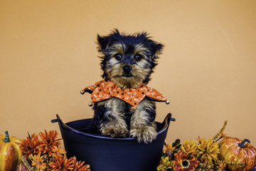 Yorkshire Terrier Puppy Standing up in Black Basket with Orange Jester Collar with Autumn Flowers