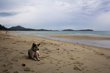 Dog on the Beach