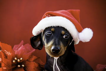 Black and Tan Dachshund Puppy Wearing a Santa Hat with Red Background and Christmas Poinsettia Flowers