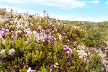 Flowers berry voroniha and white reindeer moss on the tundra in the north of Russia