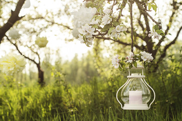 apple tree blossom garden with candlestick