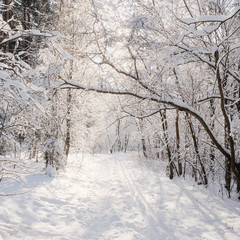 Landscape with the omage of a winter forest