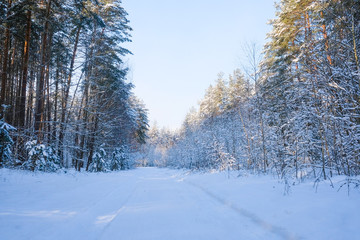 Landscape with the omage of a winter forest