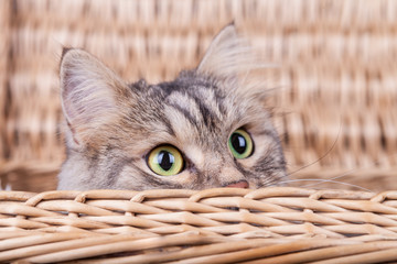 Fototapeta na wymiar Siberian cat hiding in basket