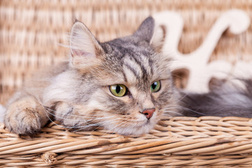 Fototapeta na wymiar Siberian cat in basket looking right