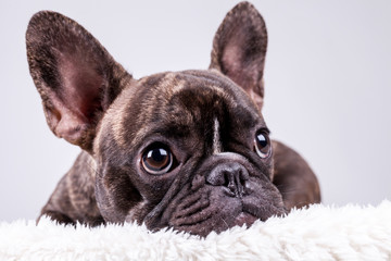 French bulldog lying with sad face