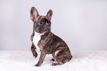 French bulldog lifting his paw